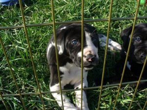 puppy pictures 119.jpg