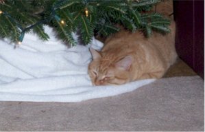 Sam under the tree.JPG