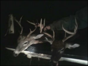 deer.jpeg