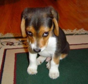 puppydogeyes.jpg