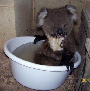 koala-in-a-bucket.jpg