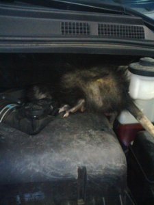 car possum 1.jpg