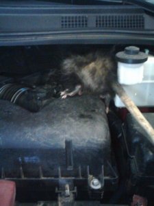 car possum 2.jpg