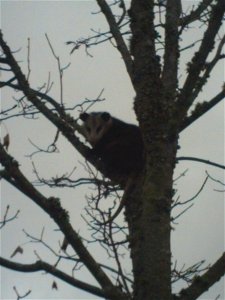 Opossom in the tree 2.jpg