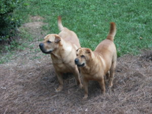 PICT0039.JPG