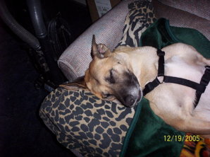 LAZY DOG.jpg