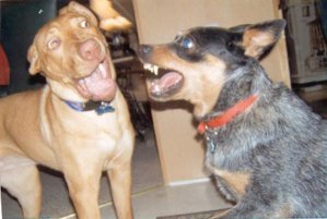 dogs.jpg