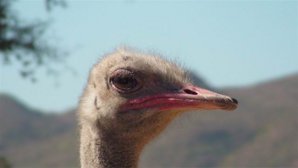 ostrichhead.jpg