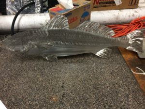 sea trout 1.JPG
