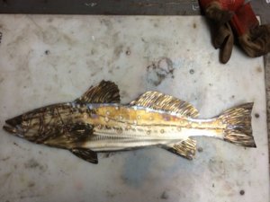 sea trout 3 .JPG