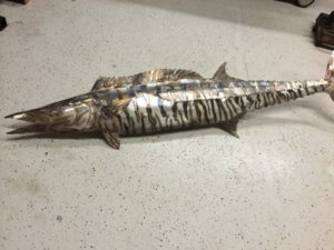 Wahoo 1.JPG