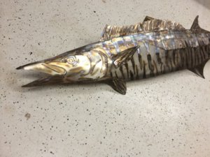 wahoo 2 .JPG