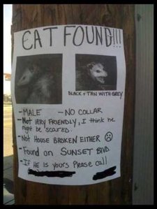 cat found.jpg