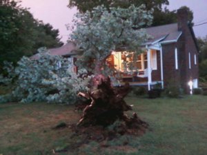 tree on house 2.jpg