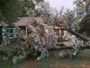 tree on house 3.jpg