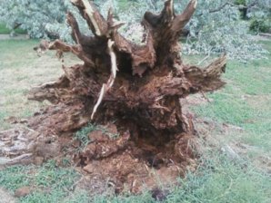 tree on house 4.jpg