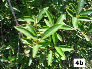 4b.jpg