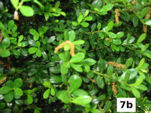 7b.jpg