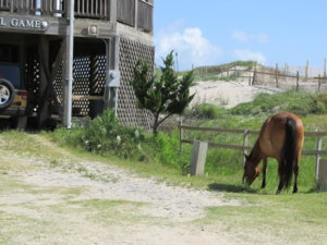 IMG_1559.JPG