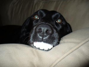 chloe teeth.jpg chloe teeth.jpg