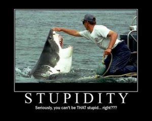 shark stupid man.jpg