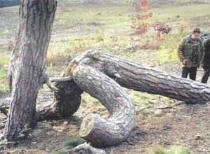 tree1.jpg
