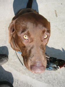 pooch.jpg