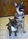 chopper and bandit.jpg