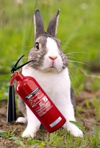 fire-bunny.jpg fire-bunny.jpg
