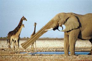 elephant_gun.jpg