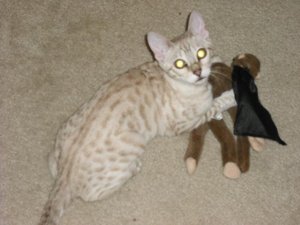 20100125-Iris.jpg 20100125-Iris.jpg