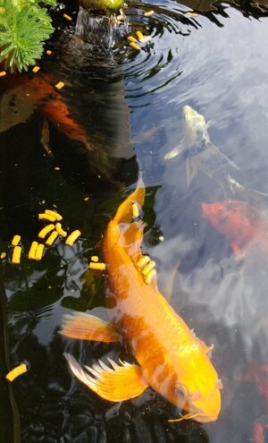 pond2.jpg