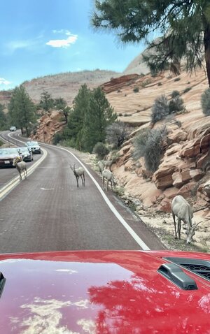 E7622108-5B9E-48E3-9CCE-03A53CBD5E27.jpeg