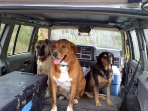 pups in the HEEP.jpg