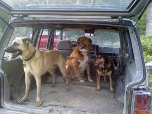 pups in the HEEP II.jpg