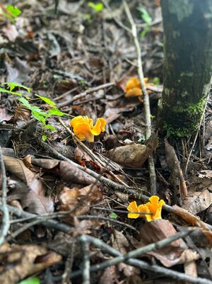 IMG_7677.jpeg