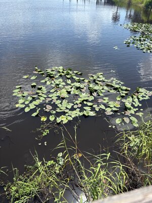 IMG_2443.jpeg