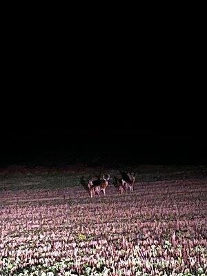 IMG_0089.jpeg