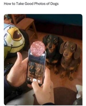 dog pics.jpeg