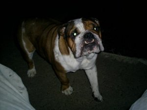 BIG DIXIE CUSTOMS 031.jpg