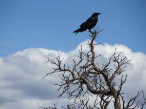 IMG_0265.JPG