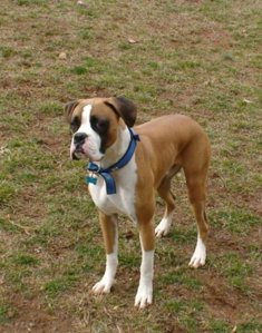 Bandit_the_Awsome_006.JPG