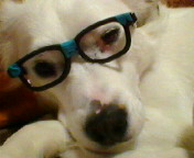 smart molly.jpg